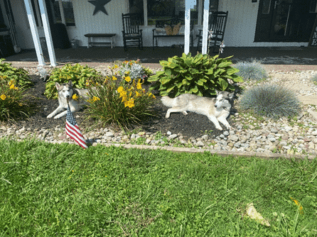 Darren's dogs sitting in his garden.